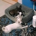 Mocha, Little Moo and Daisy