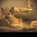 The Lazy Dogs