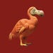 Rare Dodo