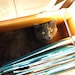 Zena Warrior Kitty