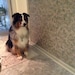 Hemi