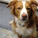 Budder