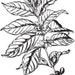 Rose Deratto