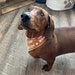 Brody