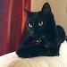 Amy
