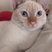 Michi