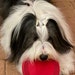 Quinn AKA The Mighty Quinn