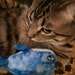 Sullivan  (Cat Toy Division )