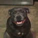 Brodie