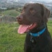 Cooper