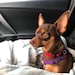 Sofie
