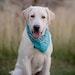 Boone