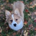 Maple