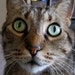 Rozie