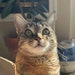 Basil