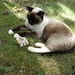 Taffy
