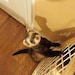Bandit