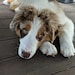 Oliver