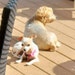 Tess and Bitsy