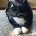 Red Barn Black Cat