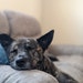 Koda