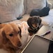 Bingo & Banjo!