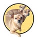 Chiweenie Sisters