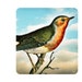 Poor Little Robin