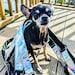 Cookee The Chihuahua