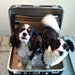 The Rescue Squad