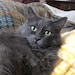 Mitten and Pepper