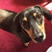 Lola