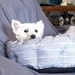 Willow the Westie