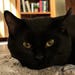 Fonzi