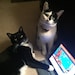 Ziggy Pop and Gizmo