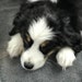 Miss Molly