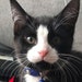 Tony The Crystal Cat