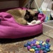 Calli