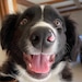 Pocky The Border Collie