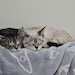 Kona and Fuji