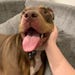 Bowser (Bowwow)