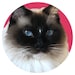 Maisy
