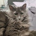 Kiki