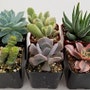 shop-member-photo