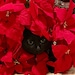 Kitteh