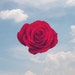 Merry Saint Rose