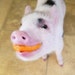 Jeff the Pig
