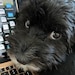 Winston
