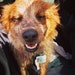 Lucy, Red Merle Mutt
