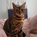 Niklaus (Klaus)
